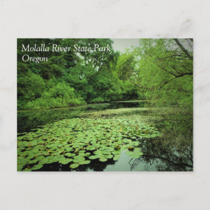 Lily Pads on the Pond Postcard
