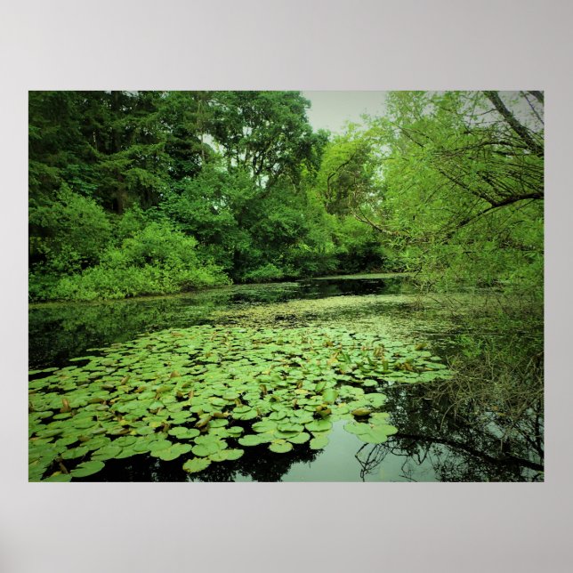 Lily Pads on the Pond Poster (Front)