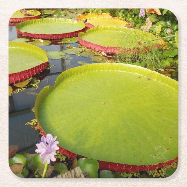 Lily Pads Paper Coaster (Front)