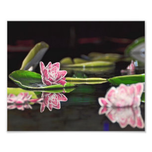 Lily Pads Photo Print
