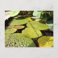 Lily Pads Postcard