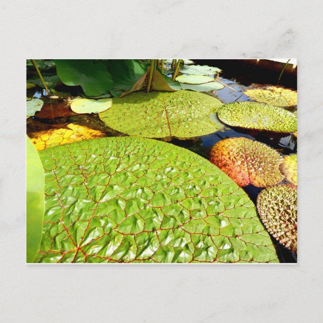 Lily Pads Postcard (Front)
