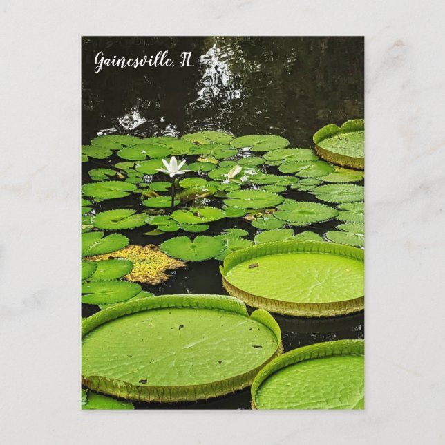Lily Pads Postcard (Front)