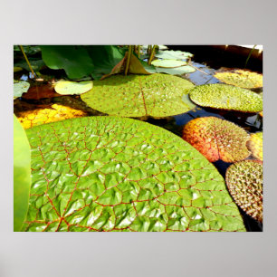 Lily Pads Poster