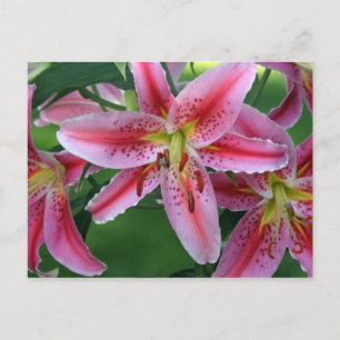 Lily Pink Stargazer Postcard
