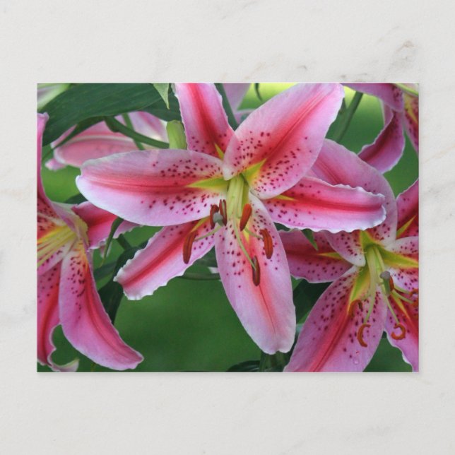 Lily Pink Stargazer Postcard (Front)