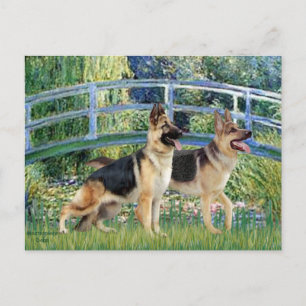 Lily Pond Bridge - Two German Shepherds Postcard