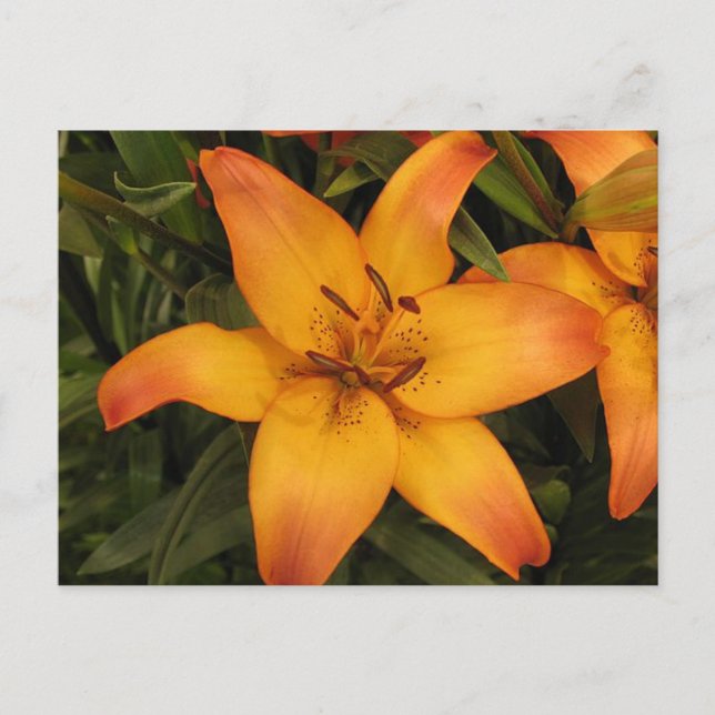 Lily Postcard (Front)