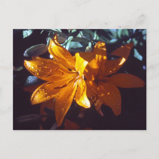 Lily | Postcard (Front)