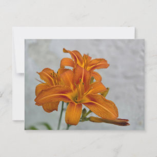 Lily Postcard