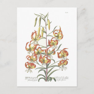 Lily Postcard