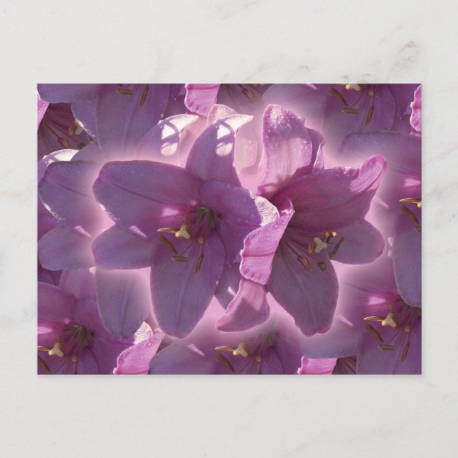 Lily Postcard (Front)