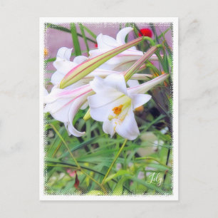 Lily [Postcard] ポストカード Postcard