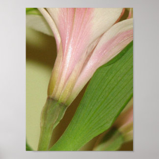 Lily Poster