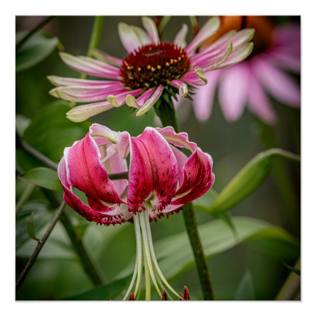 Lily  poster (Front)