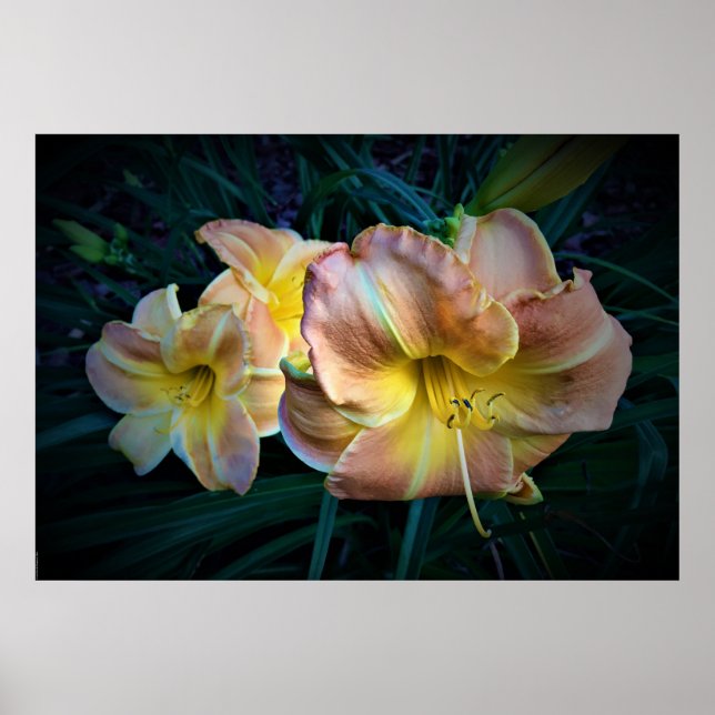Lily,  poster (Front)