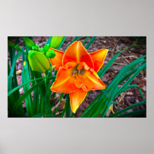 Lily,  poster