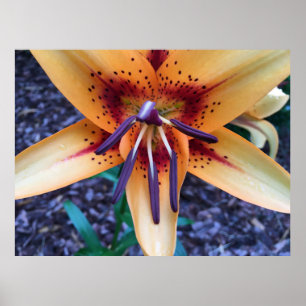 Lily, poster