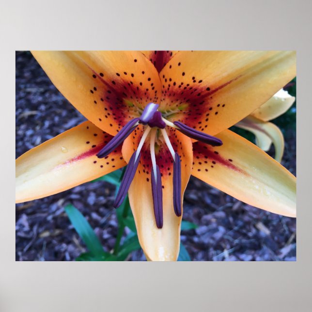 Lily,  poster (Front)