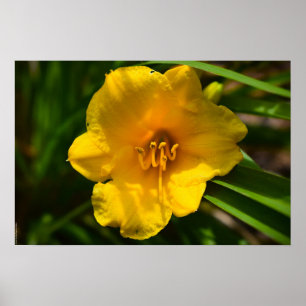 Lily, poster