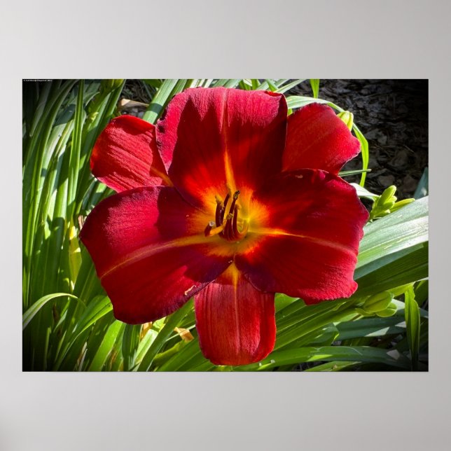 Lily, Poster (Front)