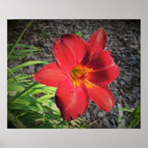Lily, Poster