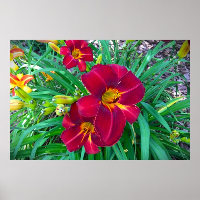 Lily, Poster (Front)