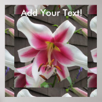 Lily Red White Plant House