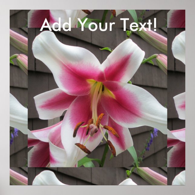 Lily Red White Plant House Poster (Front)