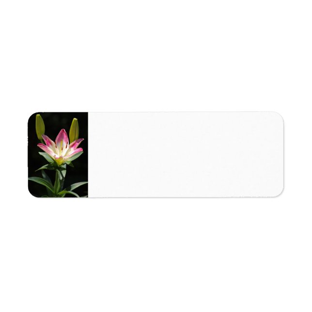Lily return address labels (Front)