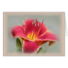 Lily State of Mind - Daylily