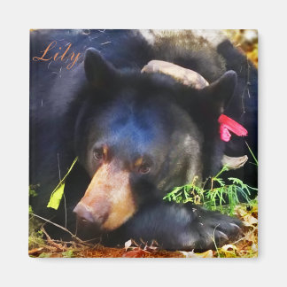 Lily the Black Bear with Ribbons Magnet