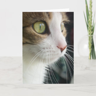 Lily the Cat Greeting Card 03