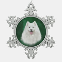 Lily the samoyed