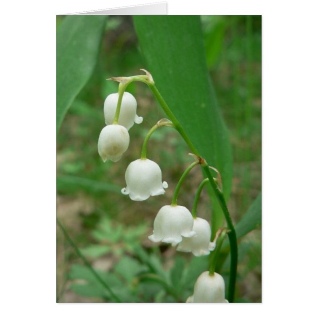 Lily White Flowers (Front)