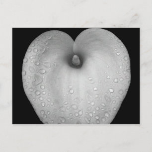 Lily with raindrops postcard