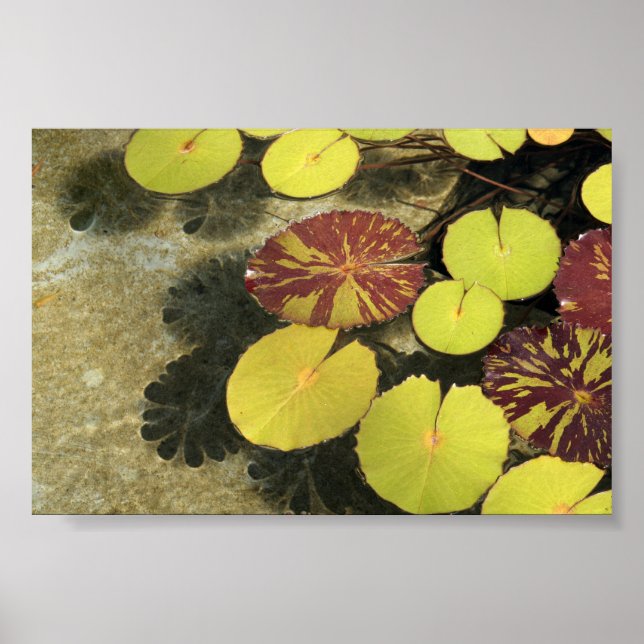 Lilypads Poster (Front)