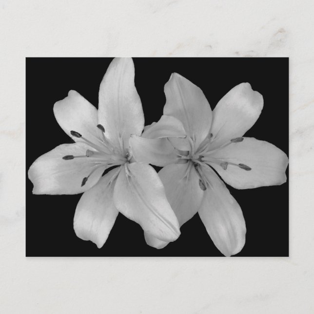 Lilys Postcard (Front)