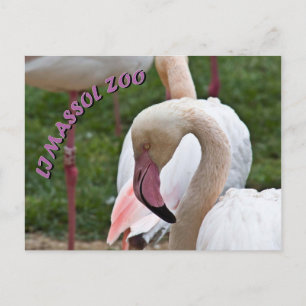 Limazzol zoo flamingo postcard