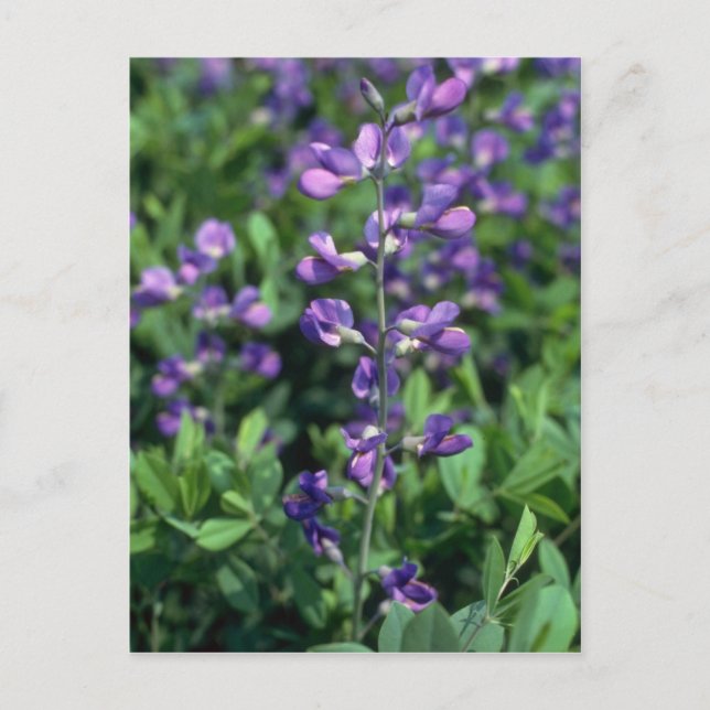 Lime Blue False Indigo, (Baptisia Australis) flowe Postcard (Front)