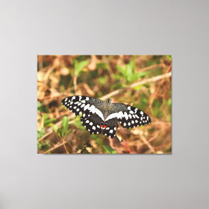 Lime Butterfly in the Wild Damaged Wings, Unbroken Canvas Print
