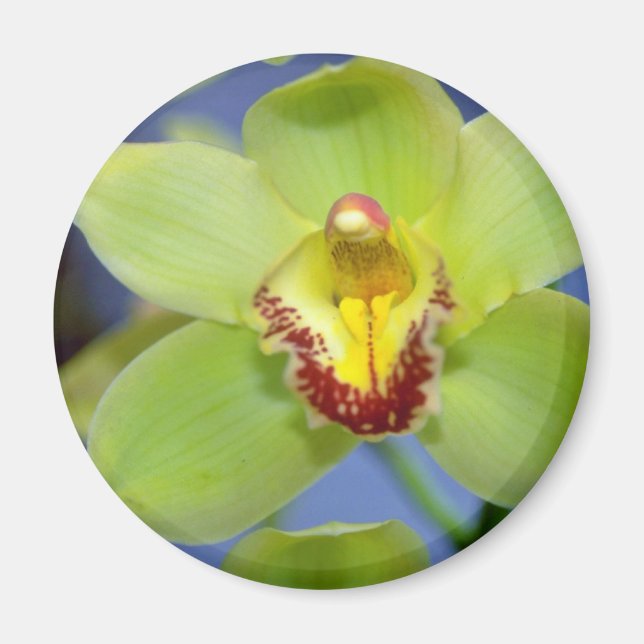 Lime Cymbidium flowers Magnet (Front)