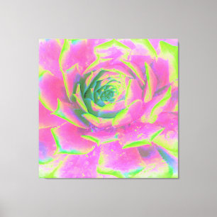 Lime Green and Pink Succulent Sedum Rosette Canvas Print