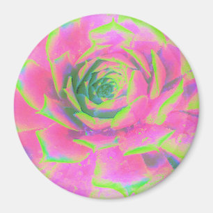 Lime Green and Pink Succulent Sedum Rosette Magnet