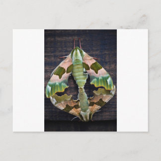 Lime Hawk Moths Postcard
