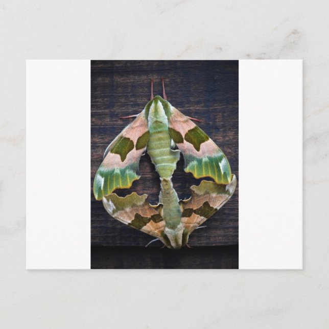 Lime Hawk Moths Postcard (Front)