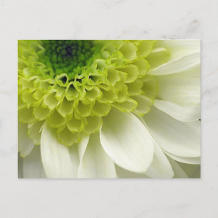 Lime Treat Postcard