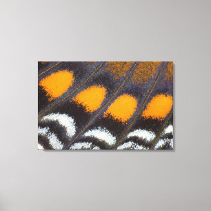 Limenitis a. astyanax male north american canvas print