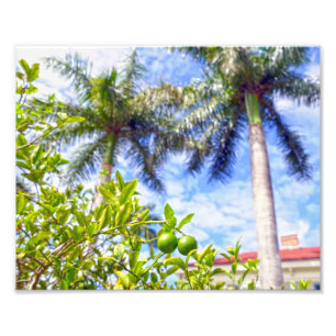 Limequats in Florida Photo Print
