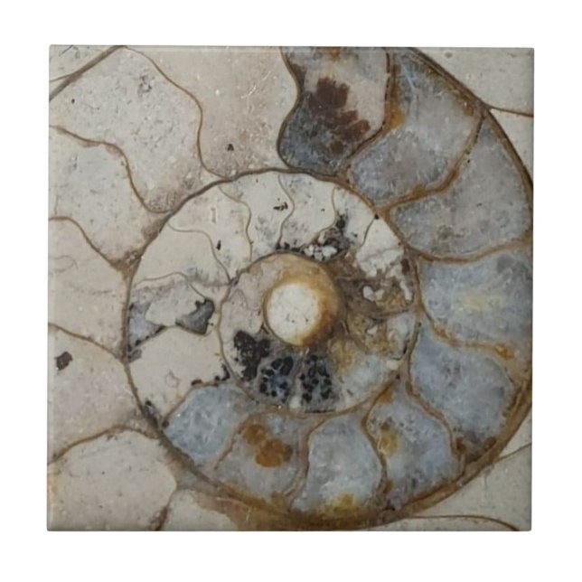Limestone ammonite tile (Front)